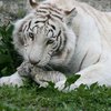 В Крыму два зоопарка объявили протест няше Поклонской