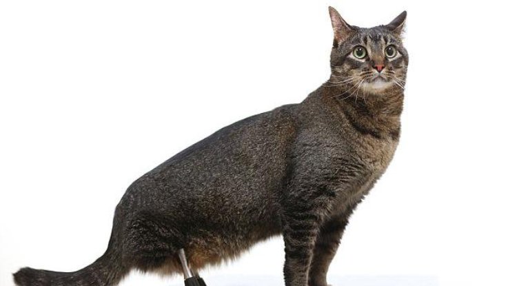 В США ученые вживили коту лапы из титана