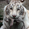 В зоопарке Ялты умер последний детеныш Тигрюли