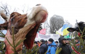 Аграрии пикетируют парламент с головами коров на елках