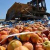 Россия будет уничтожать продукты питания из Турции