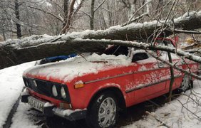Снежный шторм в Харькове повалил более 500 деревьев