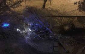 Снежный шторм в Харькове повалил более 500 деревьев