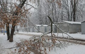 В Харькове стихия повалила деревья. Фото city.kharkov.ua