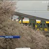 У Німеччині розпустилися вишні через аномальну погоду