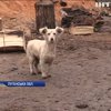 Військових під Попасною собаки рятують від обстрілів