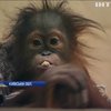 На Київщині відшукали "вогняну" мавпу Магду 