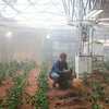 NASA вырастит картошку на Марсе