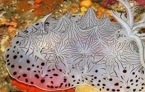 Обнаруженный на филиппинском рифе новый вид морских улиток
