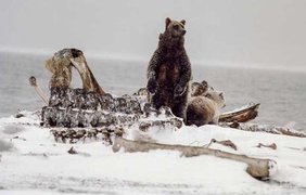 Противостояние гризли и полярных медведей на Аляске