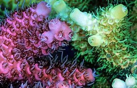 Вырабатываемый кораллами пигмент дает защиту от ультрафиолета