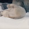 В зоопарке в США белые медведи резвятся в снегу (видео)