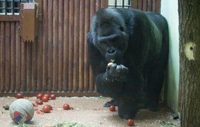 В Киевском зоопарке животные радуются новогодним подаркам
