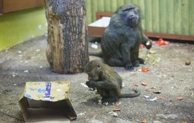 В Киевском зоопарке животные радуются новогодним подаркам