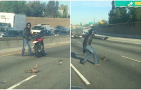 Мотоциклист останавливает движение, чтобы помочь утиной семье перейти дорогу