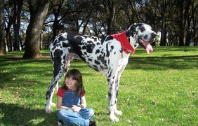 Дог Гибсон из Калифорнии. Рост в 106 см в холке сделал его одной из самых больших собак в мире. 