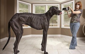 Дог Зевс. Высота пса 91,44 см в холке, а длина 2,22 метра. Вес пса почти 70 кг. В день Зевс съедает более 13 кг корма. 