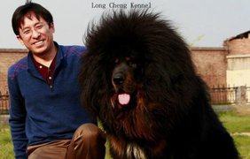 Long Cheng Kennel из Китая весит 90 кг и был продан за 1,4 миллиона евро. 