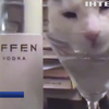 Рэпер 50 cent спаивает кота водкой (видео)
