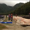 У Чилі викинулися на берег 337 китів