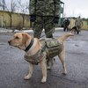 В Луганске пограничных собак одели в бронежилеты (фото, видео)