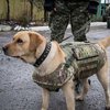 В Луганской области боевые собаки разгуливают в бронежилетах (фото, видео)