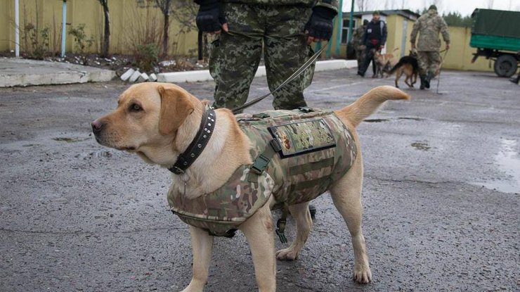 Такие средства защиты должны уберечь служебных собак от пуль