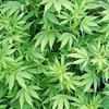 В Канаде легализируют марихуану