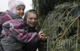 Новый год в Киеве украсит огромная елка (фото)