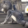 З зоопарку в Японії втікав співробітник у костюмі барса (відео)