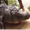 В Бангладеш паломники до смерти закормили 100-летнего крокодила (видео)
