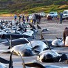 В Новой Зеландии 200 дельфинов выбросились на берег