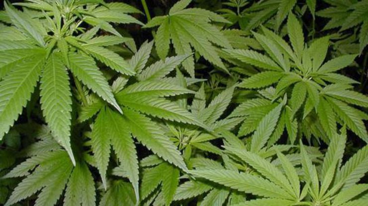 марихуаны суд что может назначить суд