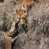 Львица спасла детеныша от растерзания буйволами (фото)