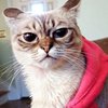 Популярность Сердитого котика сместил Хмурый кот (фото)