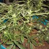 В России аспирант-наркодилер выращивал марихуану в институте