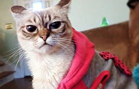 Популярность Хмурого кота растет - 28 тыс. подписчиков в Instagram