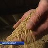 Фермеры экономят на посевной, но Украину без хлеба не оставят
