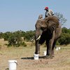 В Африке слонов учат находить взрывчатку