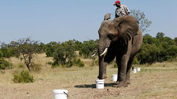 17-летний слон ищет взрывчатку