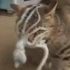 Осьминог напал на кота, спасаясь от съедения (видео)