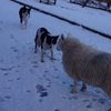 Овца, которую воспитали колли, стала собакой (видео)