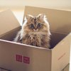 Кошки спасаются от стресса прячась в коробках