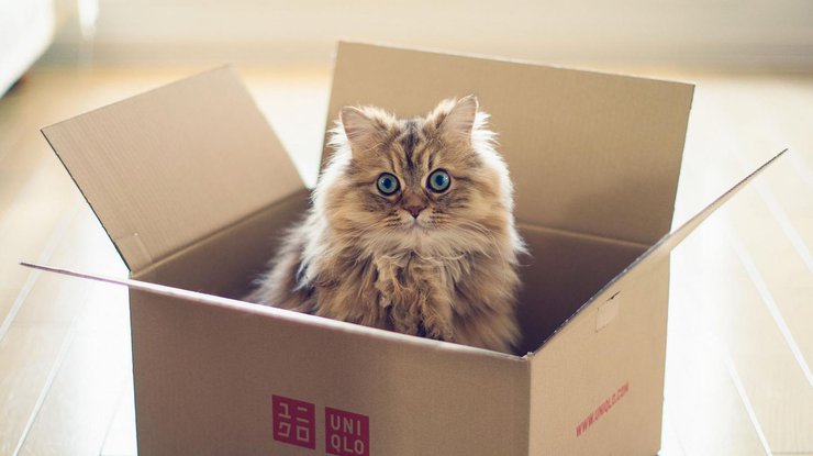 Ученые выяснили, зачем кошки прячутся в коробки