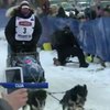 Аляска слідкує за перегонами собачих упряжок