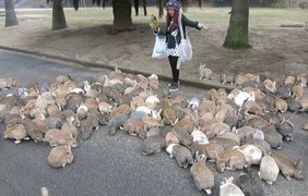 Окуносима - город кроликов