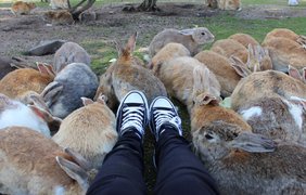 Окуносима - город кроликов
