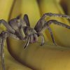 В Мексике продают дом, кишащий пауками (видео)