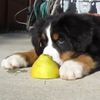 Собака сразилась с лимоном и проиграла (видео)