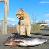 Кот забрал у рыбака улов в мгновение ока (видео)